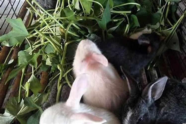 1987属兔与属兔结婚相配吗