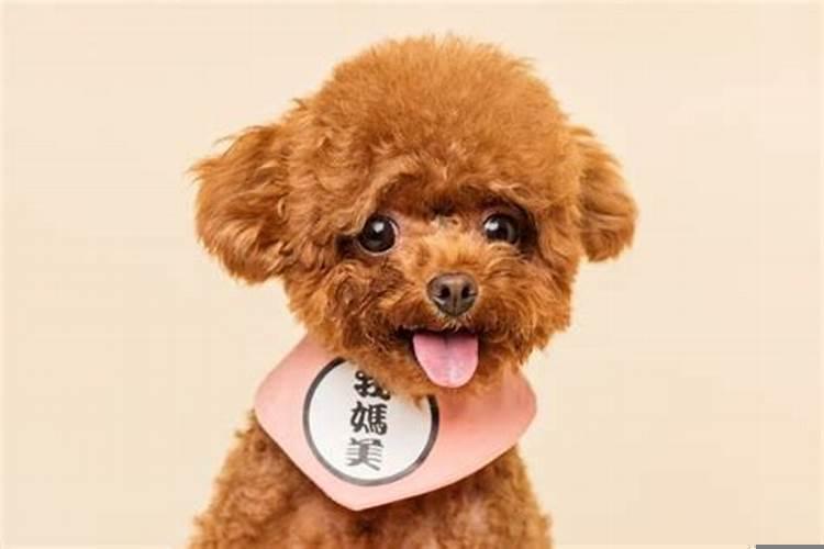 狗的三合是什么生肖