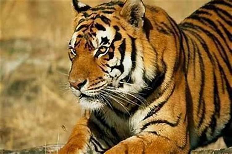 本命年怎么可以转运