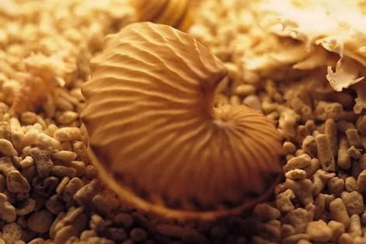 属虎什么时辰出生好不好