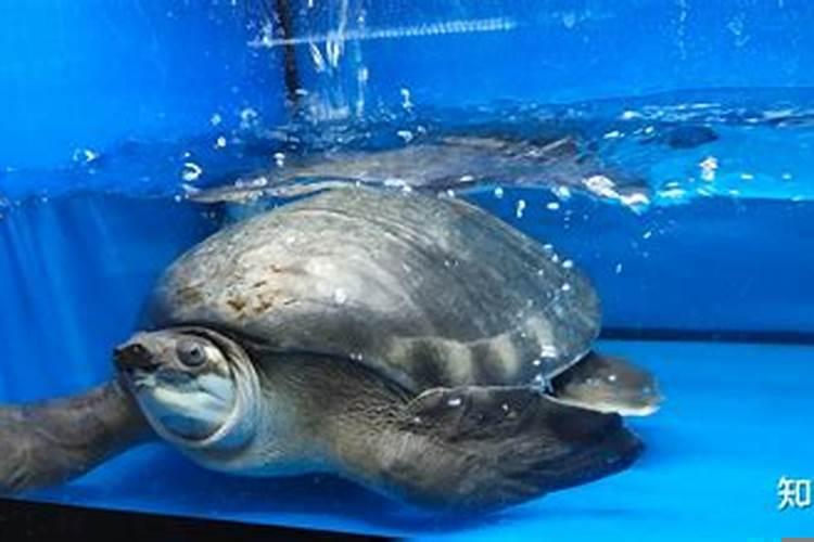 猪鼻龟怕不怕盐