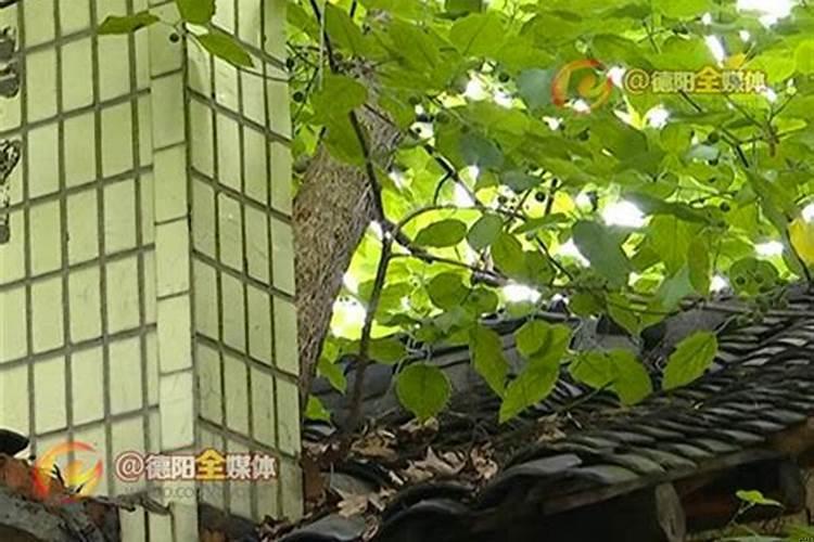 房子朝向与主人命理风水