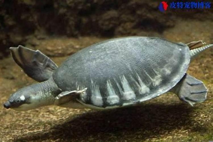 猪鼻龟怕不怕盐