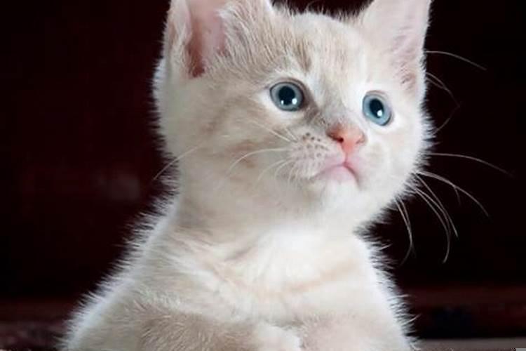 梦到和猫很亲近