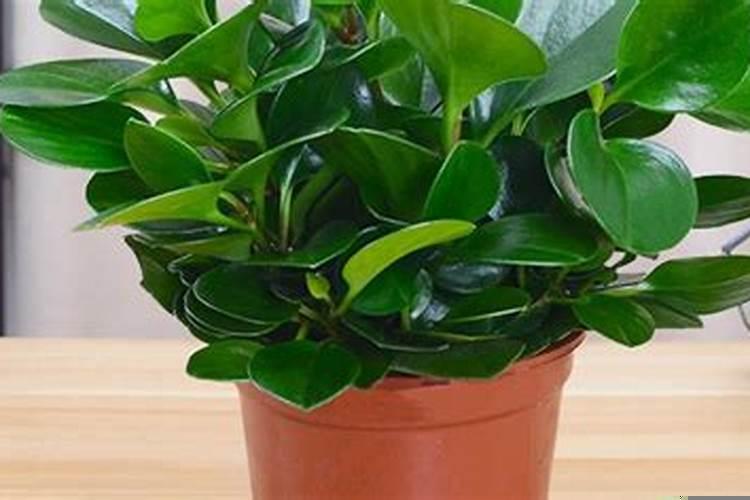 办公桌上适合放什么样的花