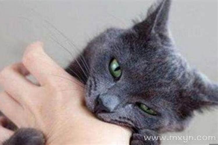 周公解梦梦见猫是什么预兆男性