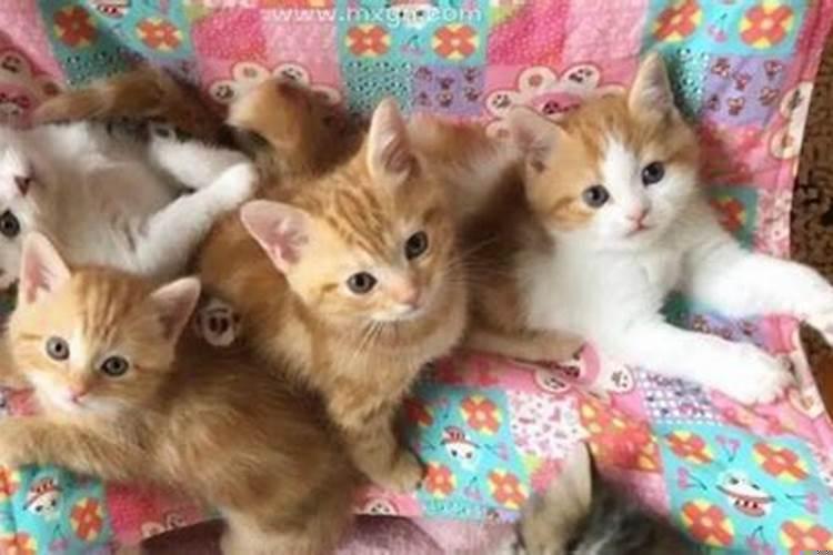 周公解梦梦见猫是什么预兆男性