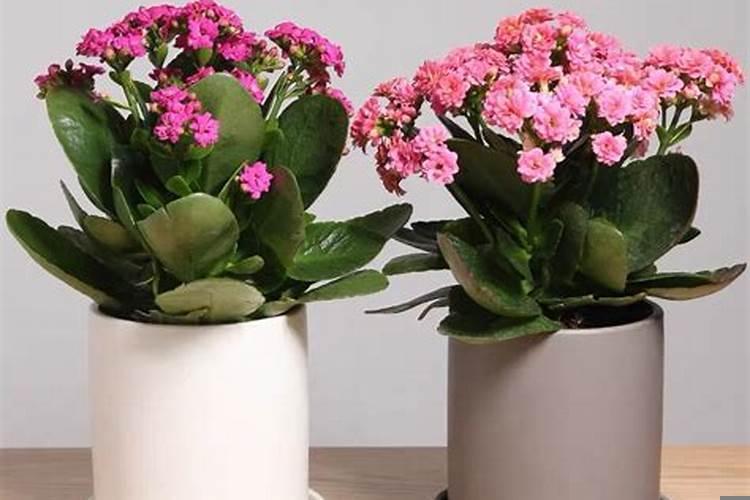 办公桌上适合放什么样的花