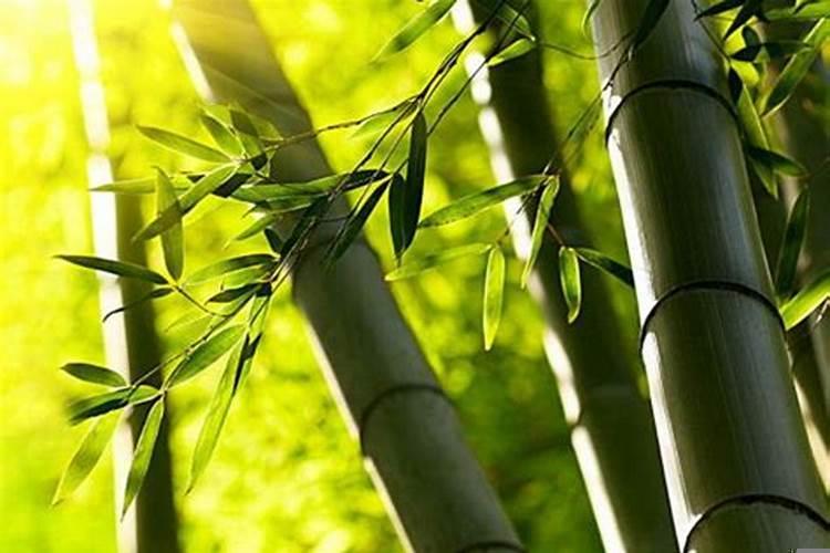 不好欺负的生肖女