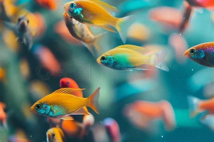 已婚女人梦见水里有鱼是什么意思