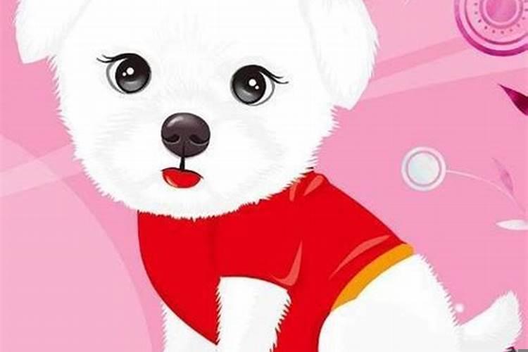 给属狗的带来好运的是什么