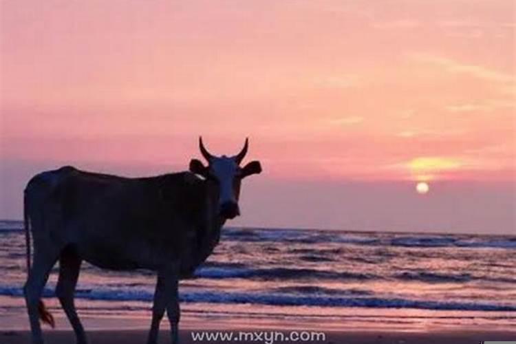 梦见被牛攻击是什么预兆