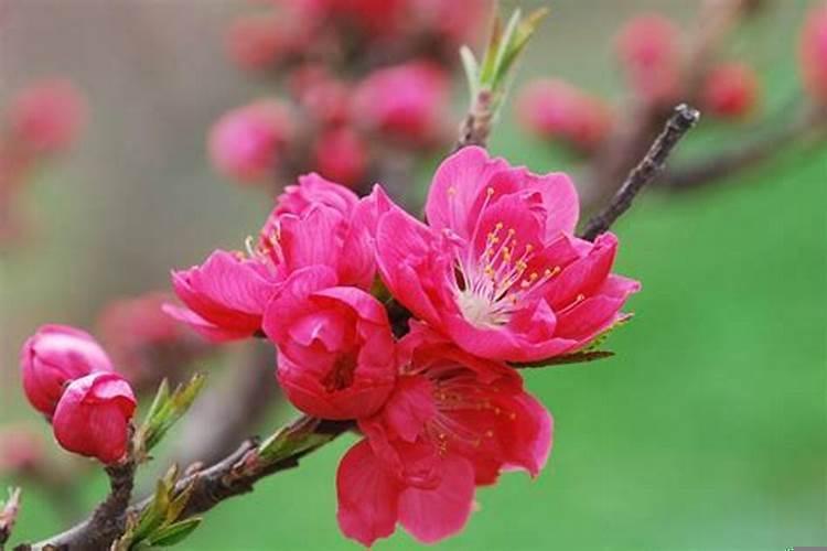 下半年桃花运好的星座