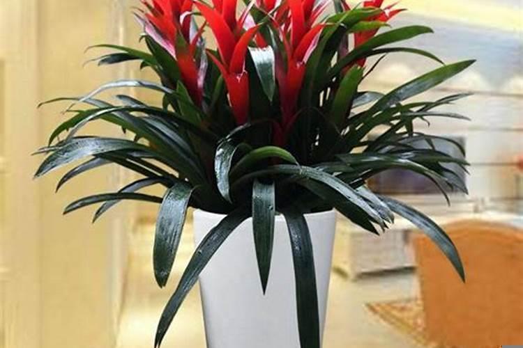 旺财风水植物有哪些花