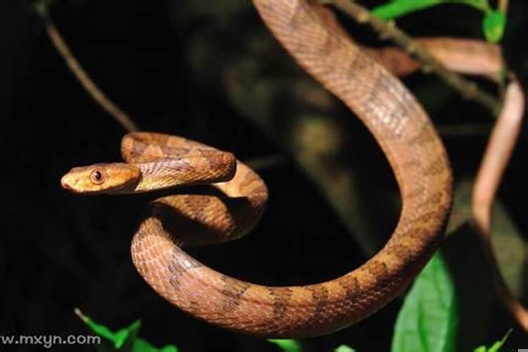 周公解梦女人梦见蛇是什么意思