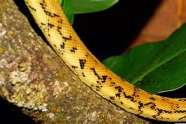 怀孕梦见大黄蛇是什么意思呀