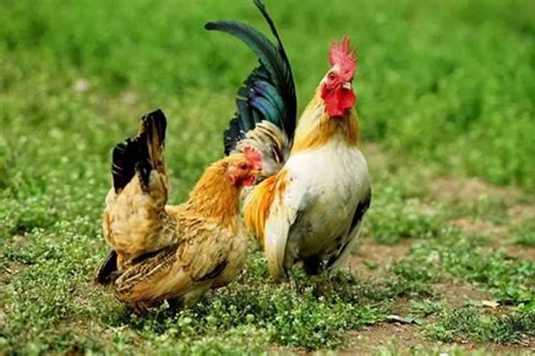 属鸡人天塌大事是什么意思