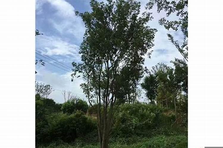 朴树现在怎么样