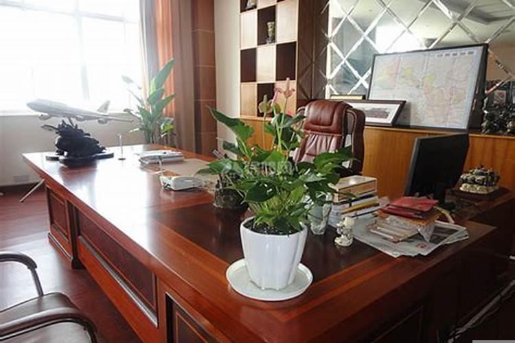 办公室摆放什么花合适吉祥