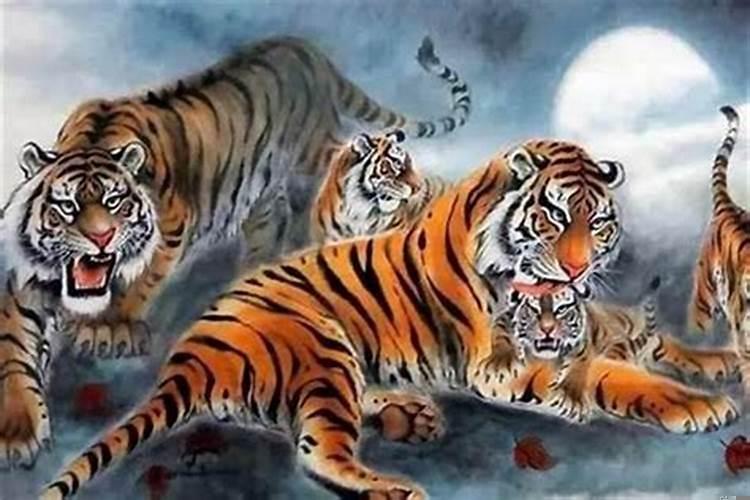 属虎1986年属于什么命