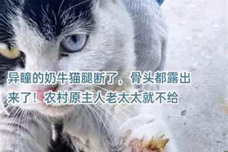 梦见猫腿断了寓意