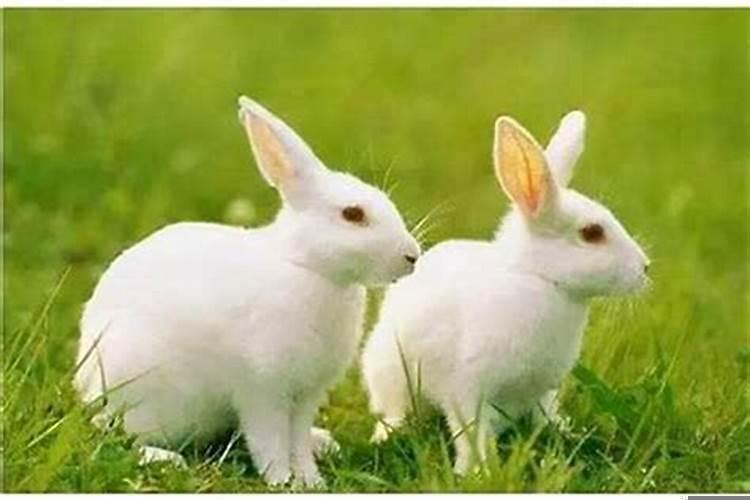 87年属兔适合戴黄金吗