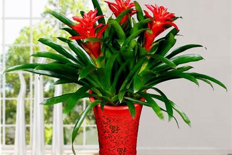 十二生肖旺财风水花草