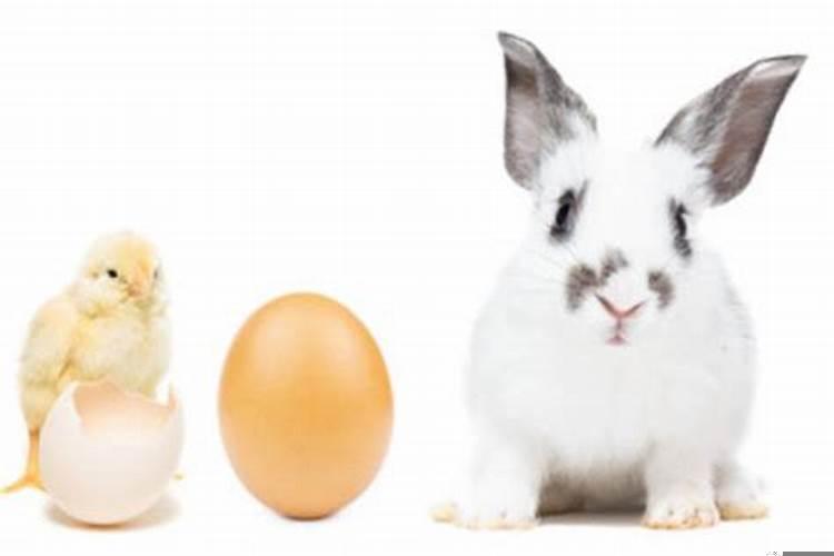 属兔的和属鸡的合不合得来