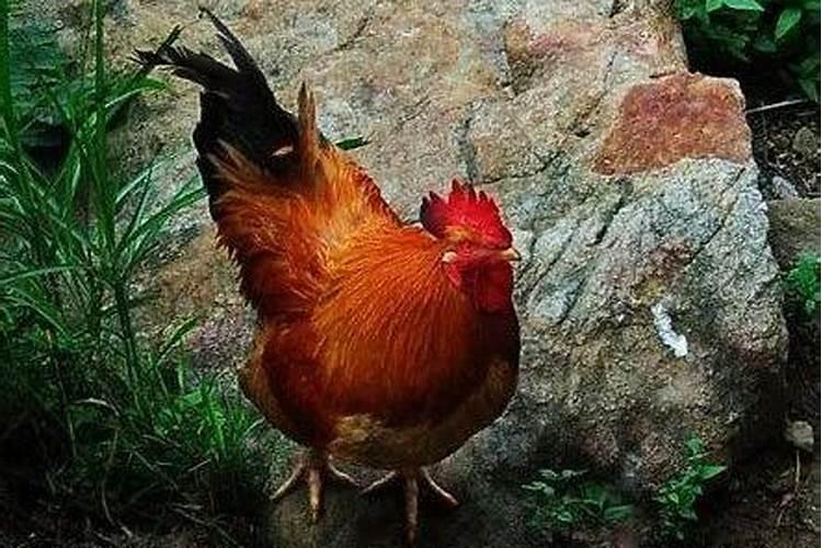 属鸡人天塌大事是什么意思