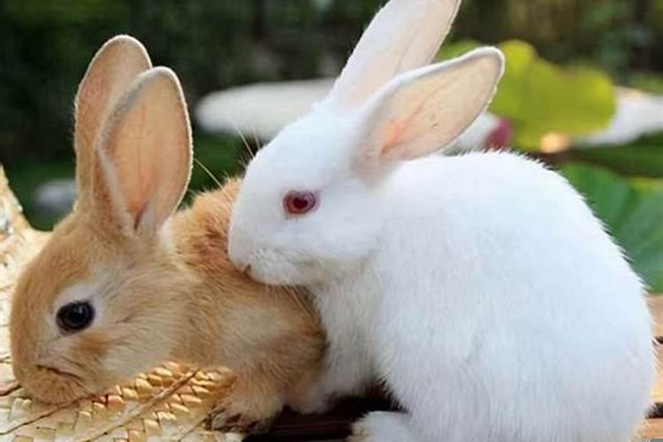 兔子为什么一窝也配