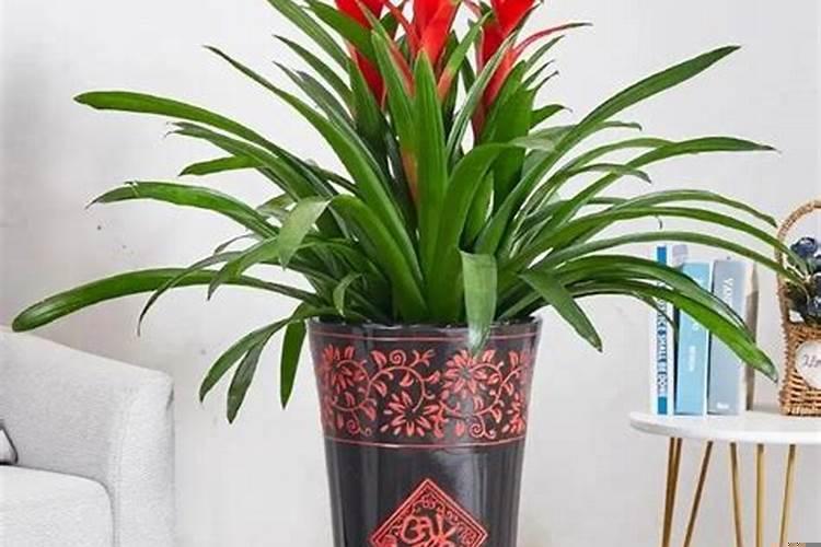 十二生肖旺财风水花草