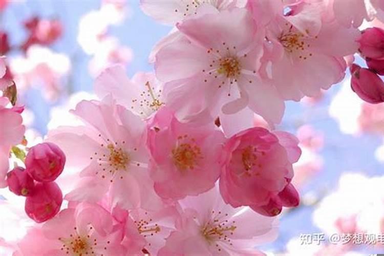 桃花怎么放增加桃花运