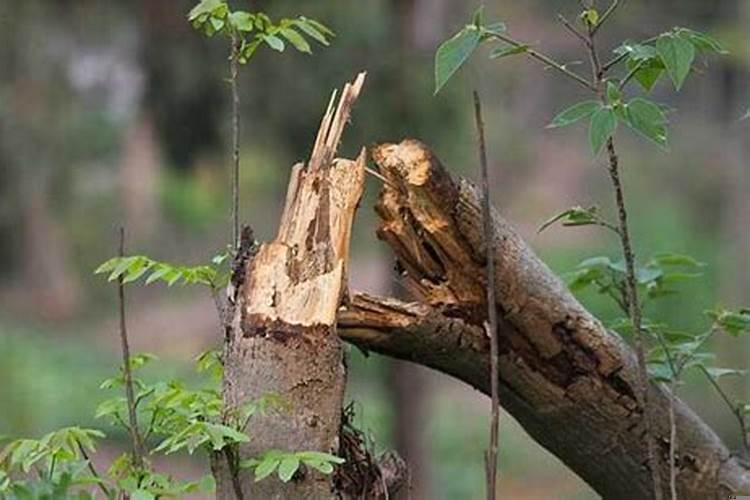 梦见刮大风预示什么预兆