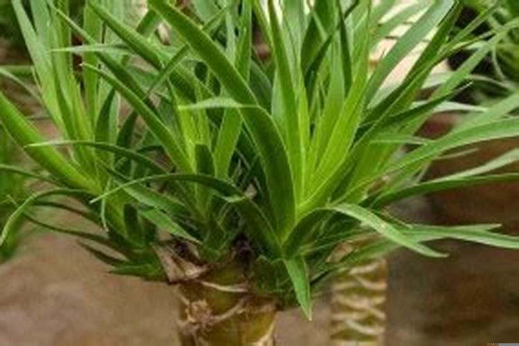 店里放什么旺财