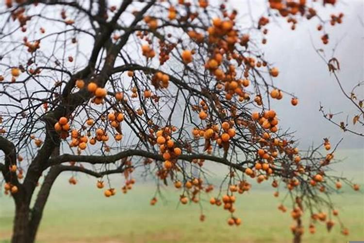 良田田梗上能栽树吗