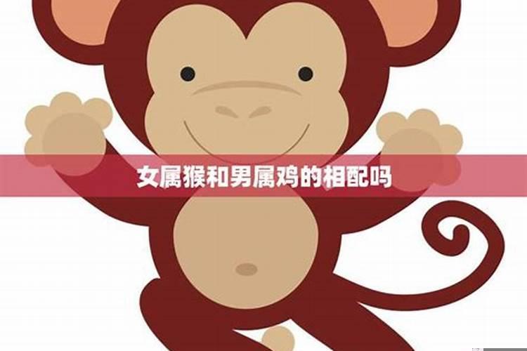 猴与鸡配婚姻好不好