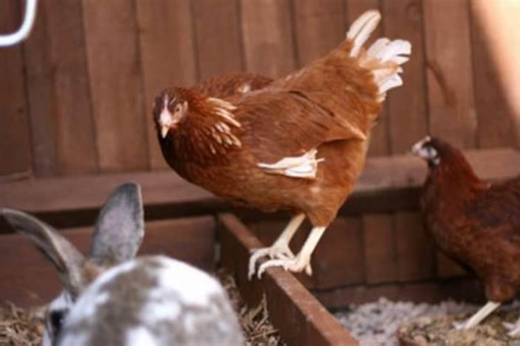 属兔的和属鸡的合不合得来