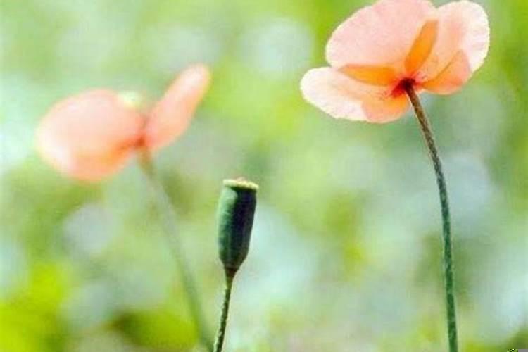 谁是十二星座中最强的