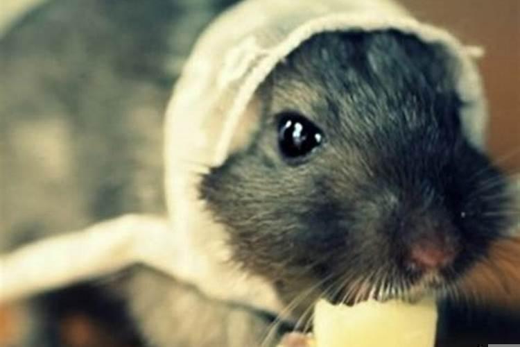 梦到很大一只老鼠在咬我