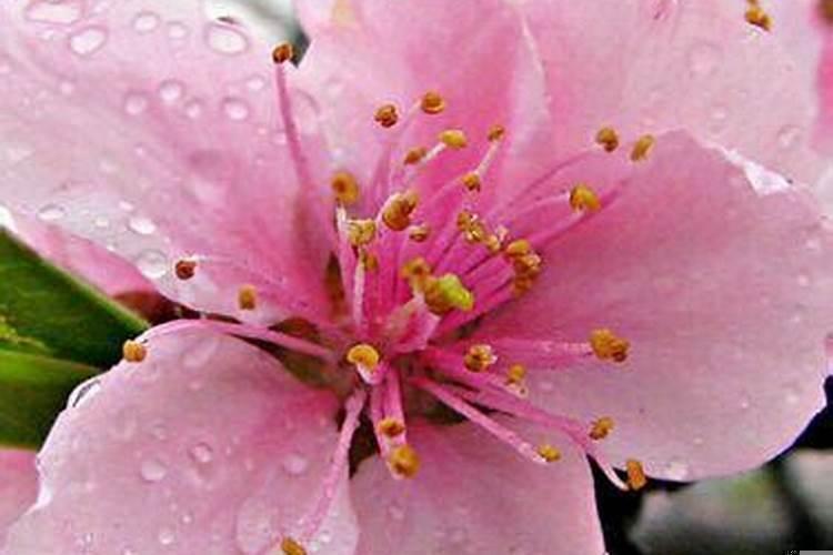 桃花怎么放增加桃花运