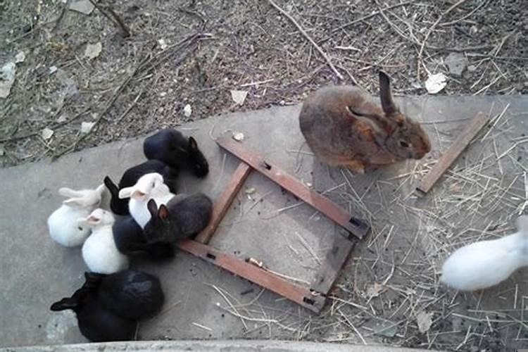 兔子为什么一窝也配