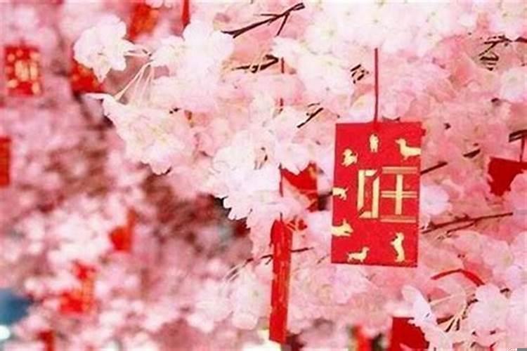 单身的人养什么花能增加桃花运