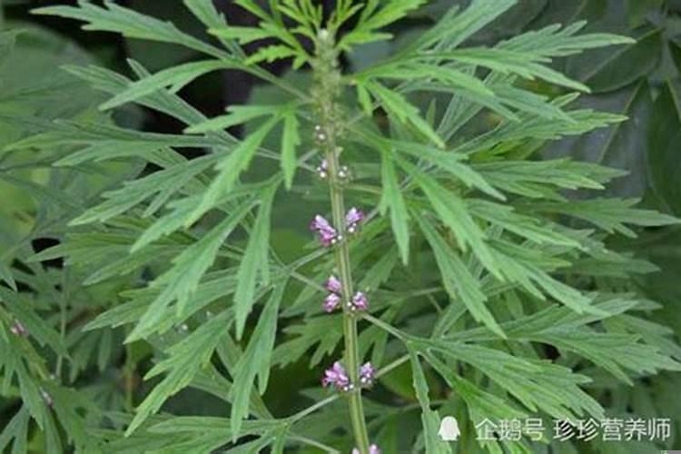 良田田梗上能栽树吗