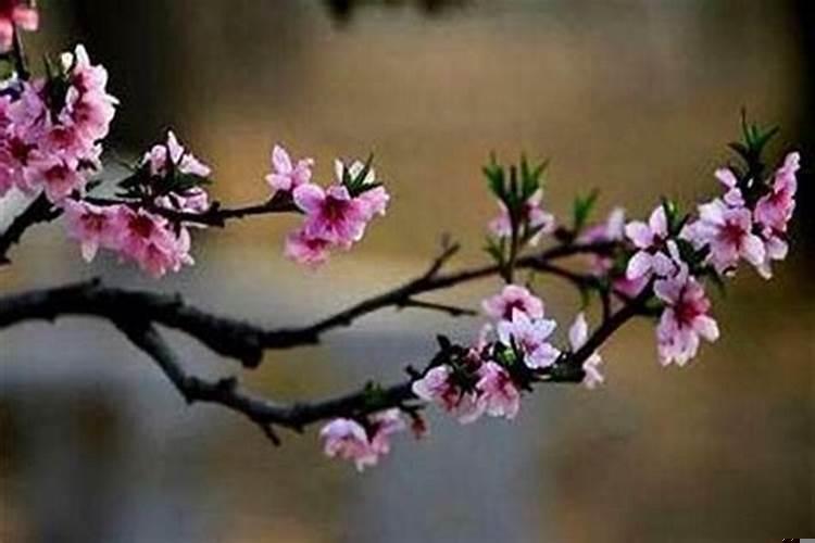 单身的人养什么花能增加桃花运