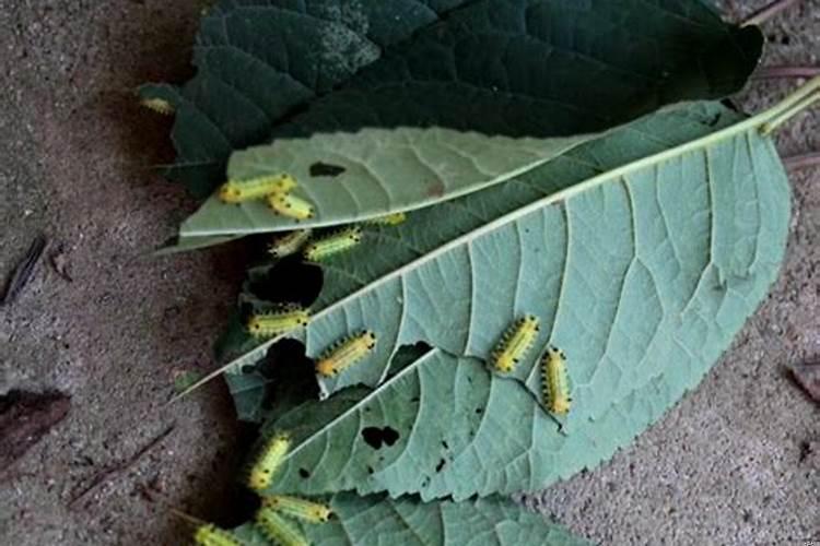 花千骨叫啥名字