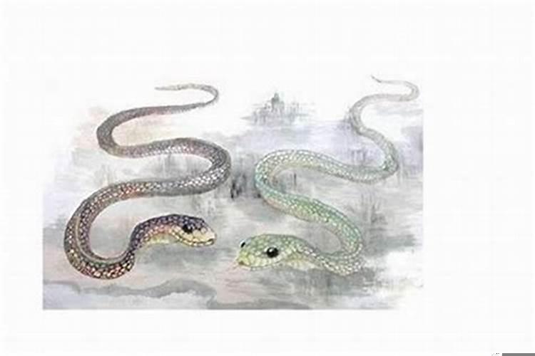 属蛇女的婚姻和属什么比较适合