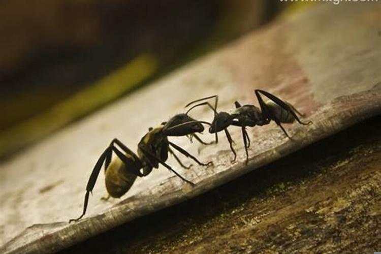 梦见蚂蚁爬上身好不好