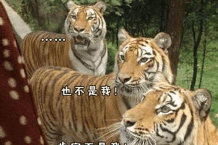 贾姓女宝宝牛年取名大全