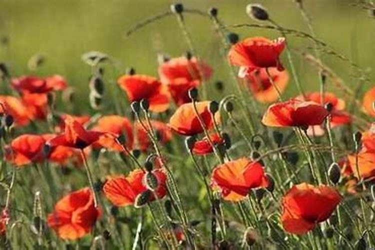 八字什么日柱女人婚姻不好