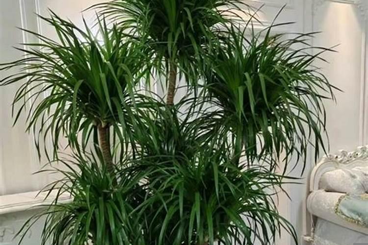 龙血树摆放在院子里什么位置